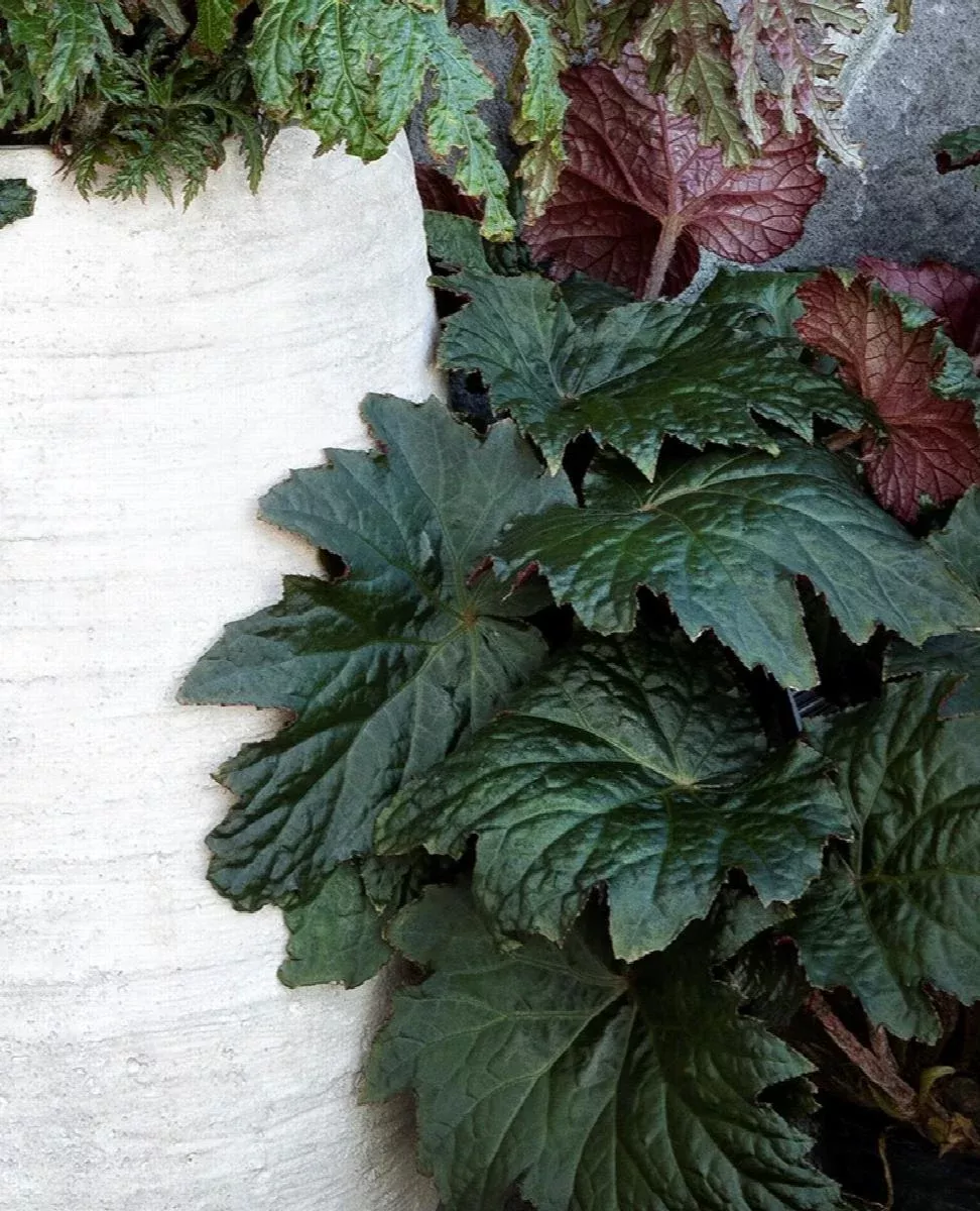Tectonic Magma Begonia