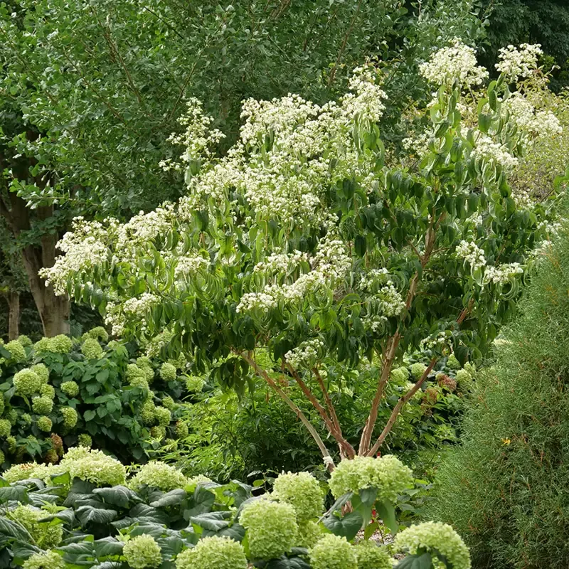 Temple Of Bloom™ Seven Son Flower (Heptacodium)
