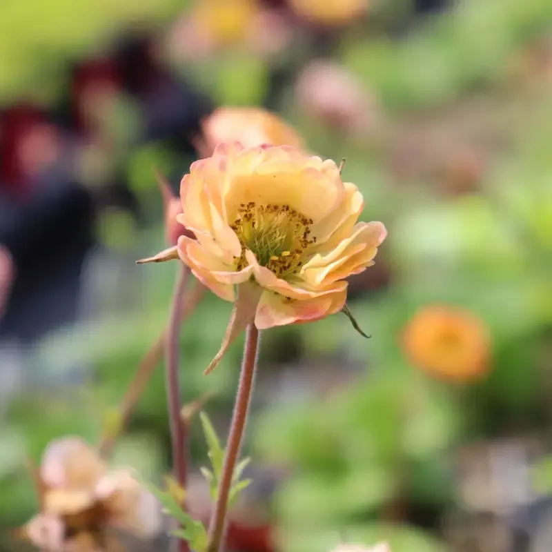 Tempo™ Yellow Geum