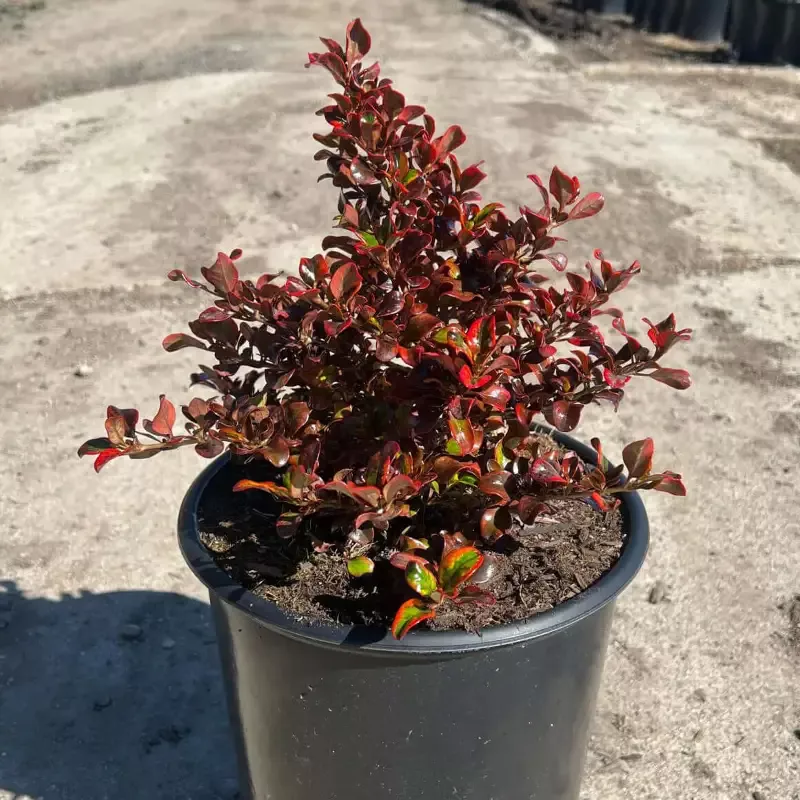 Tequila Sunrise Mirror Plant