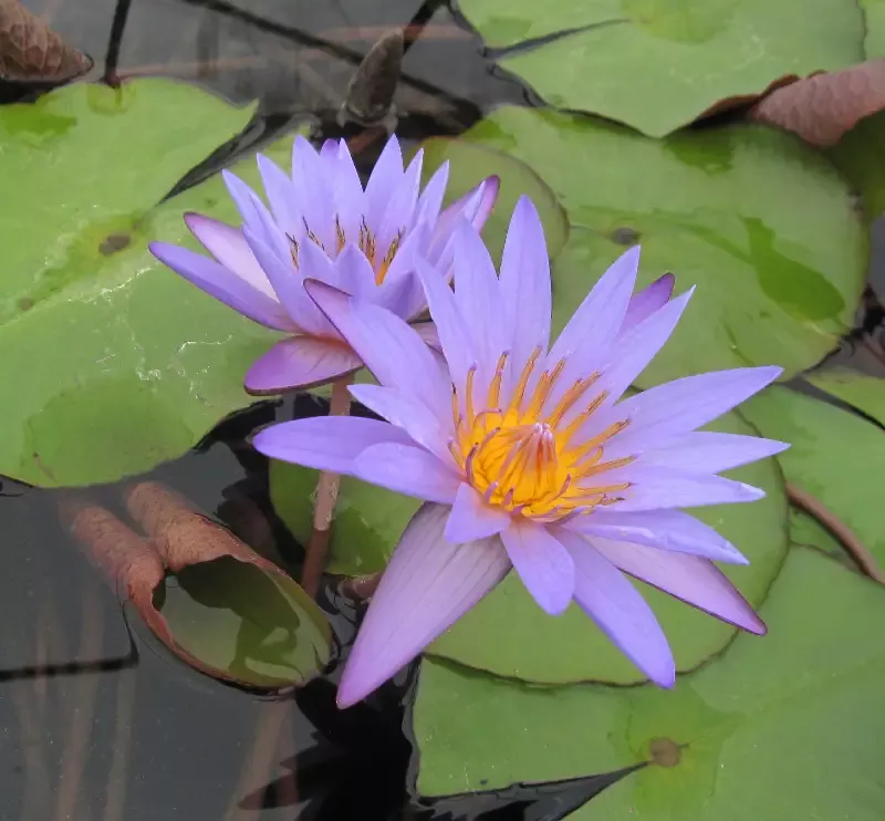 Teri Dunn – Day Blooming Tropical Lily