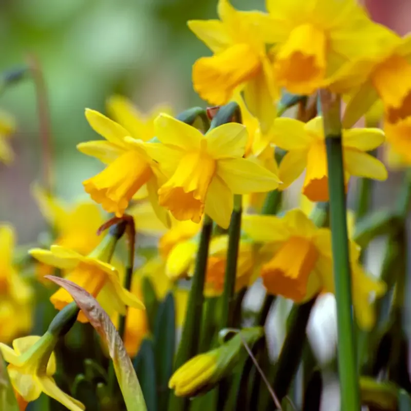 ‘Tete-a-Tete’ Miniature Daffodil (Narcissus)