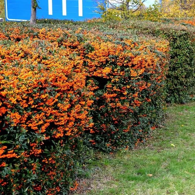 Teton Firethorn (Pyracantha)