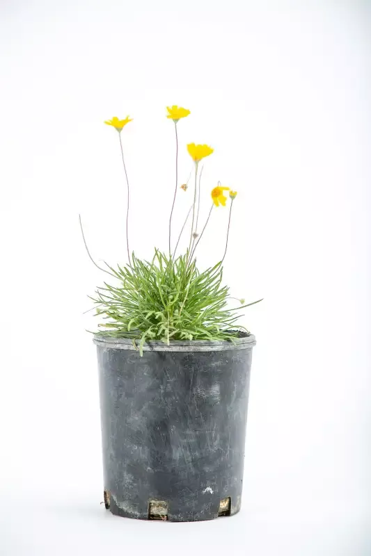 Tetraneuris acaulis – Angelita Daisy, Four-nerve Daisy, Sundancer Daisy