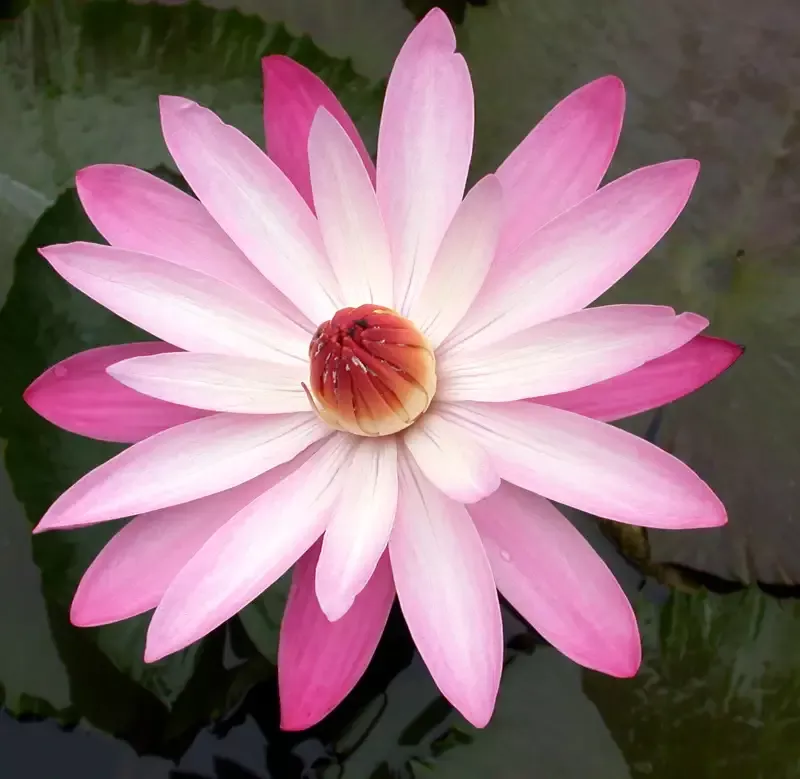 Texas Shell Pink Lily – Night Blooming Tropical Lily