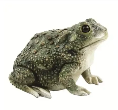 Texas Toad