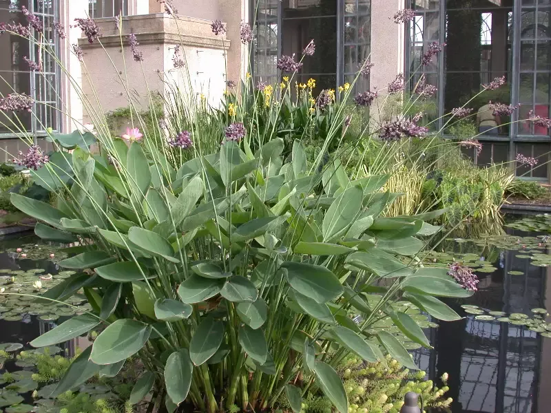 Thalia dealbata – Hardy Water Canna