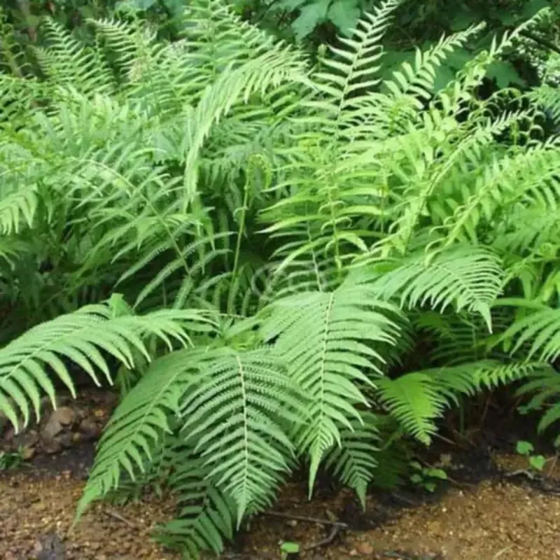 Thelypteris Kunthii Southern Shield Fern – [EG]
