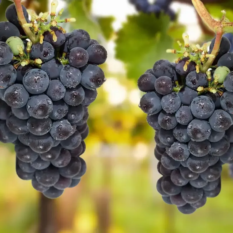 Thomcord Seedless Grapes
