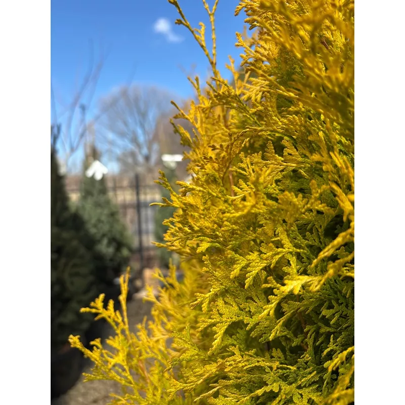 Thuja | Amber Gold Arborvitae