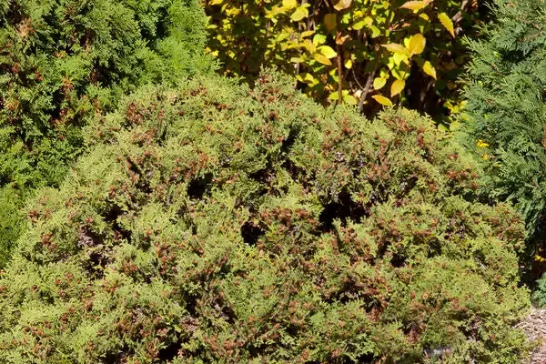 Thuja – Hetz Midget Arborvitae-2 Gallon