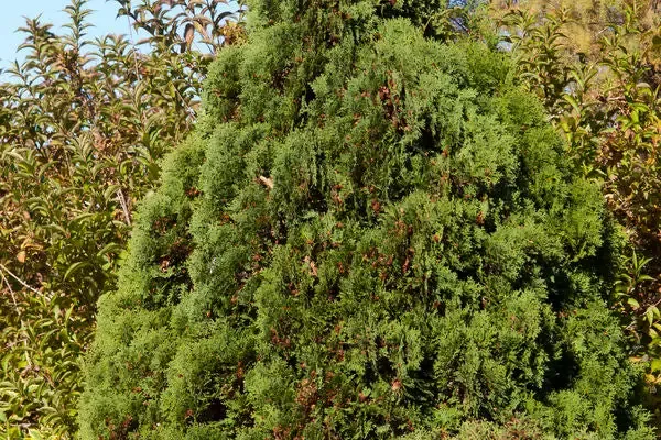Thuja – Holmstrup Arborvitae #5