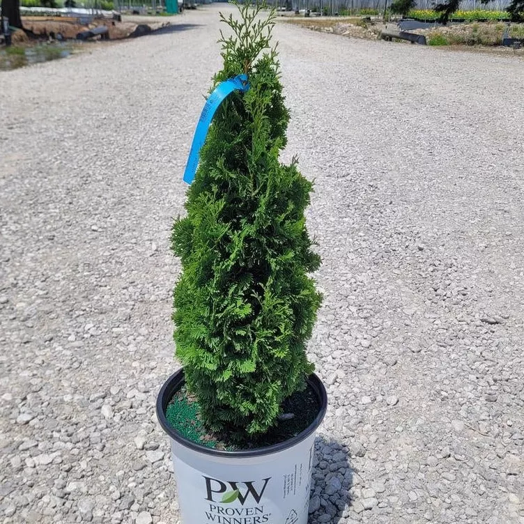 Thuja o. 'Sting'