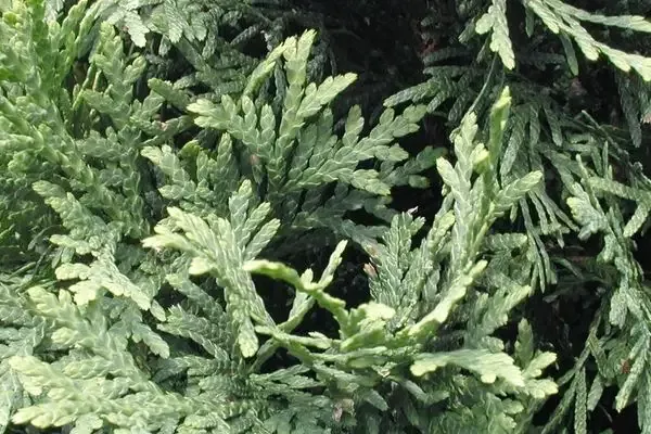Thuja – Pyramidal Arborvitae #20