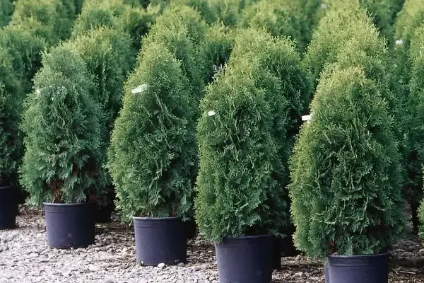 Thuja- Techny Arborvitae-3′ : 5 Gallon