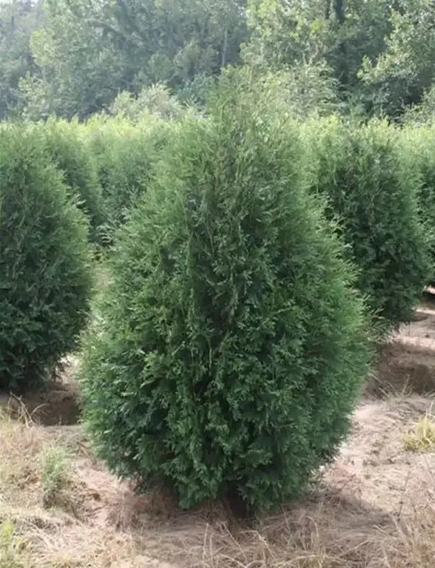 Thuja – Techny Arborvitae-4′ : 20 Gallon