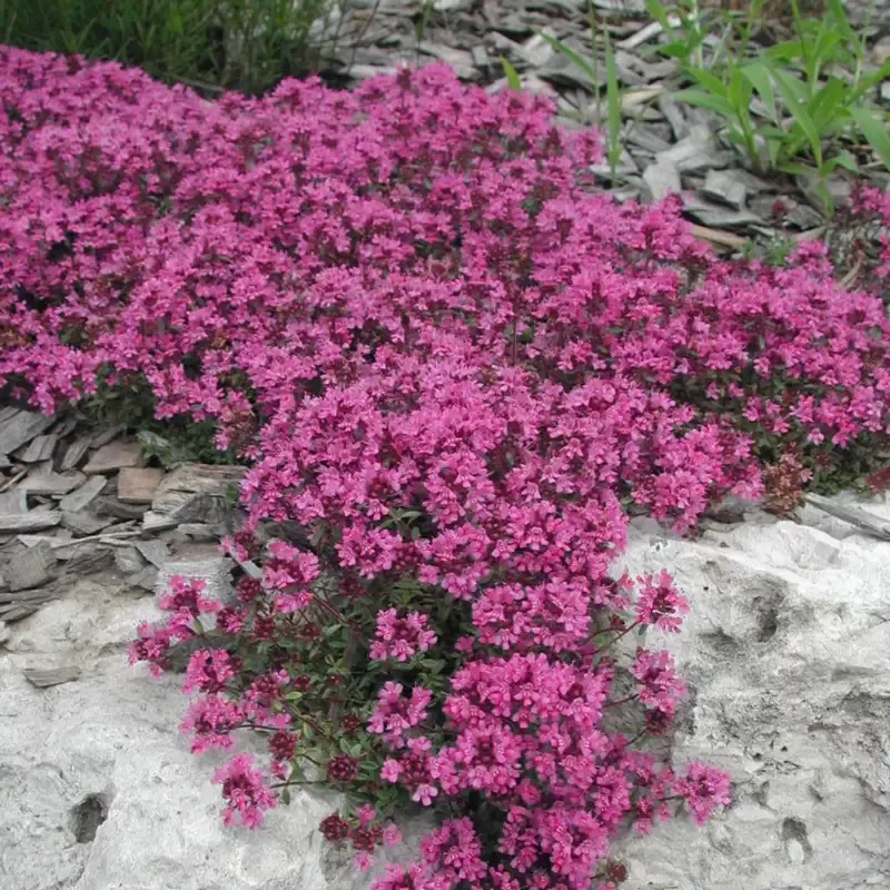 Thymus praecox ‘Coccineus’ Creeping Red Thyme