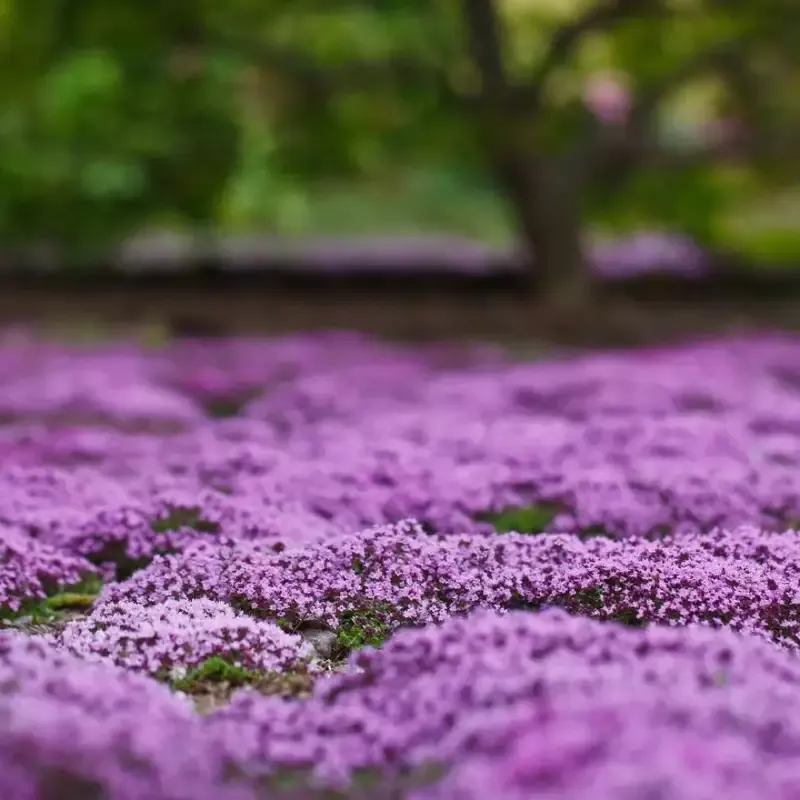 Thymus Serpyllum ‘Elfin’ Thyme – [CG]