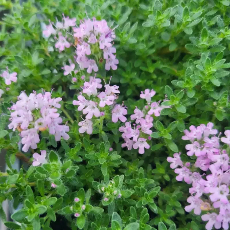 Thymus serpyllum ‘Pink Chintz’ – [EG]