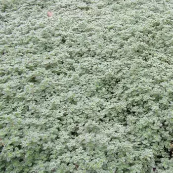 Thymus ‘Wooly’ Creeping Thyme