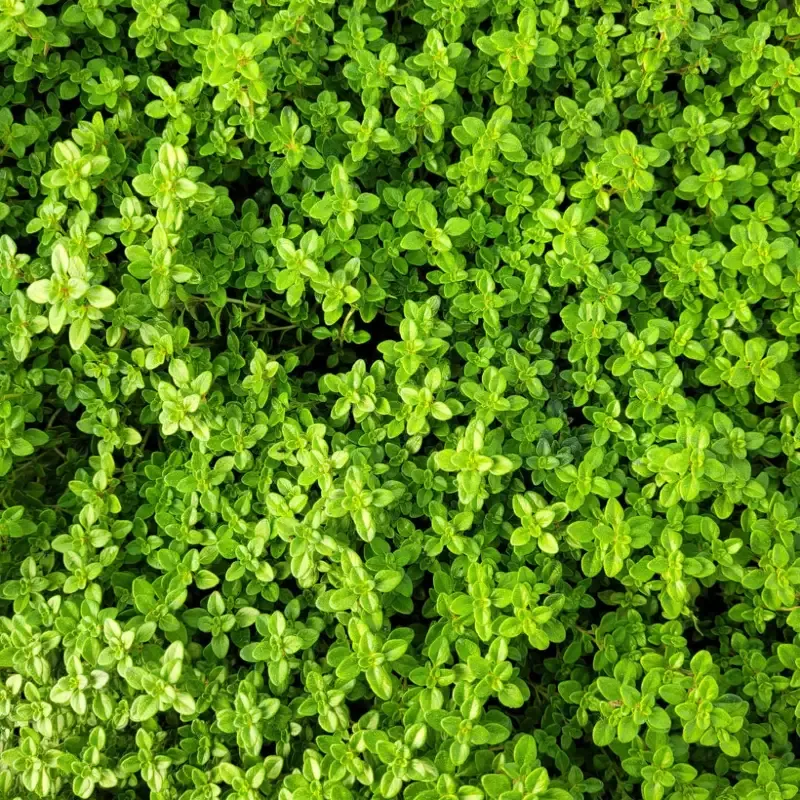 Thymus x citriodorus ‘Archer’s Gold’