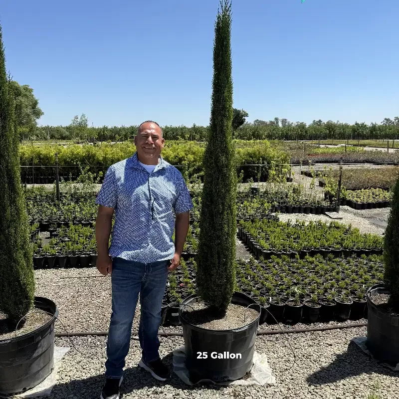 Tiny Tower Dwarf Italian Cypress
