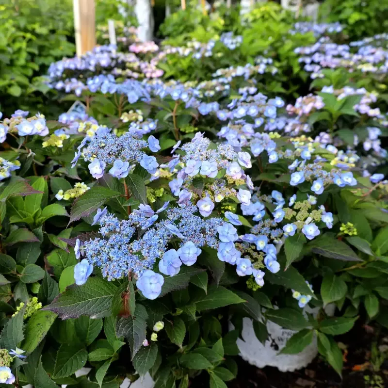Tiny Tuff Stuff Hydrangea