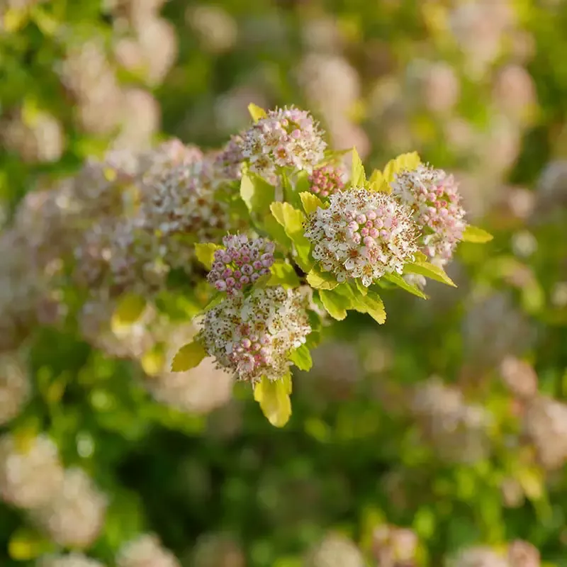 Tiny Wine™ Gold Ninebark