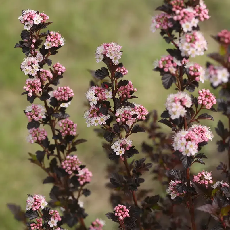 Tiny Wine™ Ninebark (Physocarpus)
