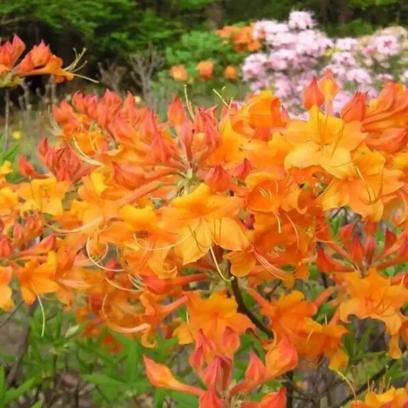Tipsy Tangerine Rhododendron Native Azalea