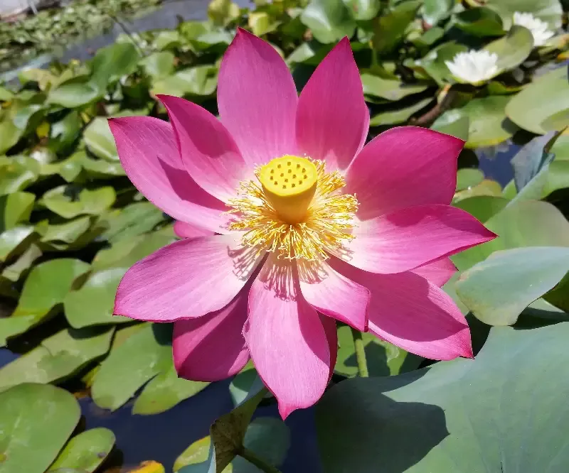 Titan – Lotus