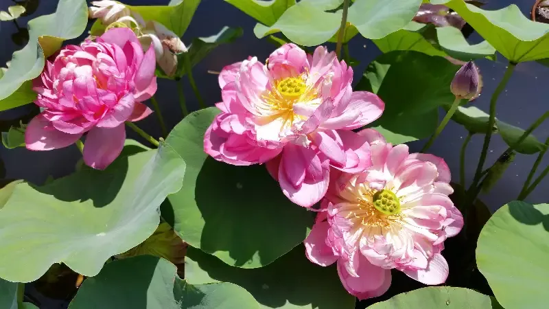 Titanic – Lotus