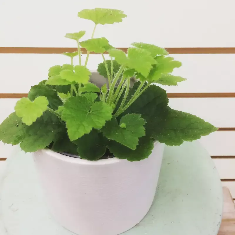 Tolmiea Piggyback Plant, 4″ Plant