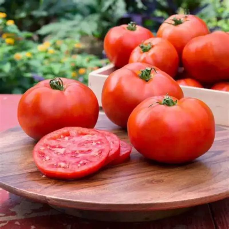Tomato Plant ‘Better Boy’