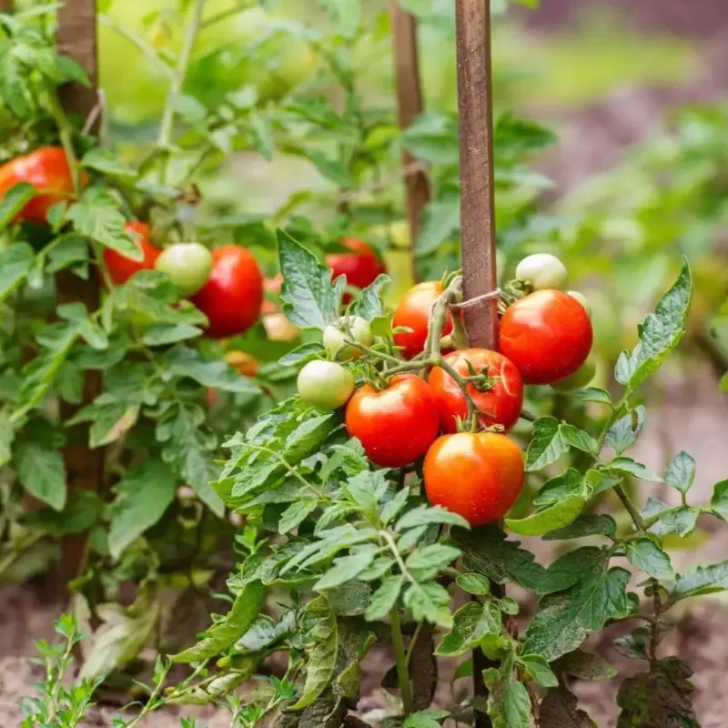 Tomato Plant ‘Celebrity’