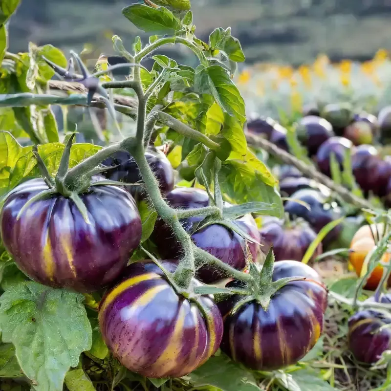 Tomato Plant ‘Cherokee Purple’