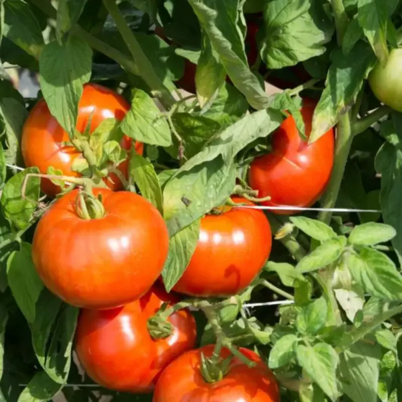Tomato Plant ‘Rutgers’