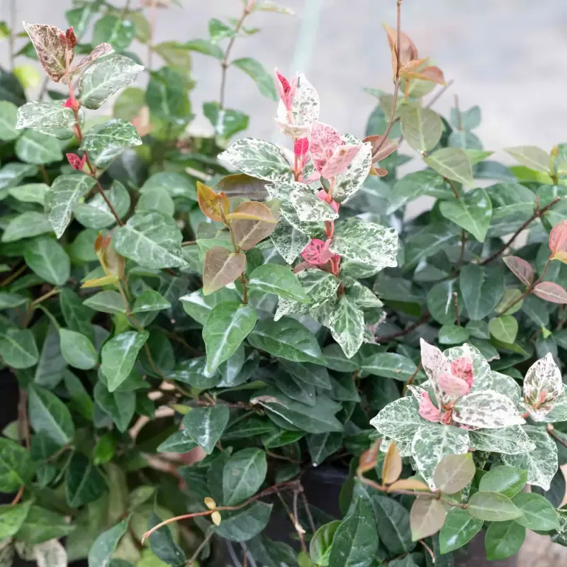 Trachelospermum asiaticum Asiatic Jasmine – [CG]