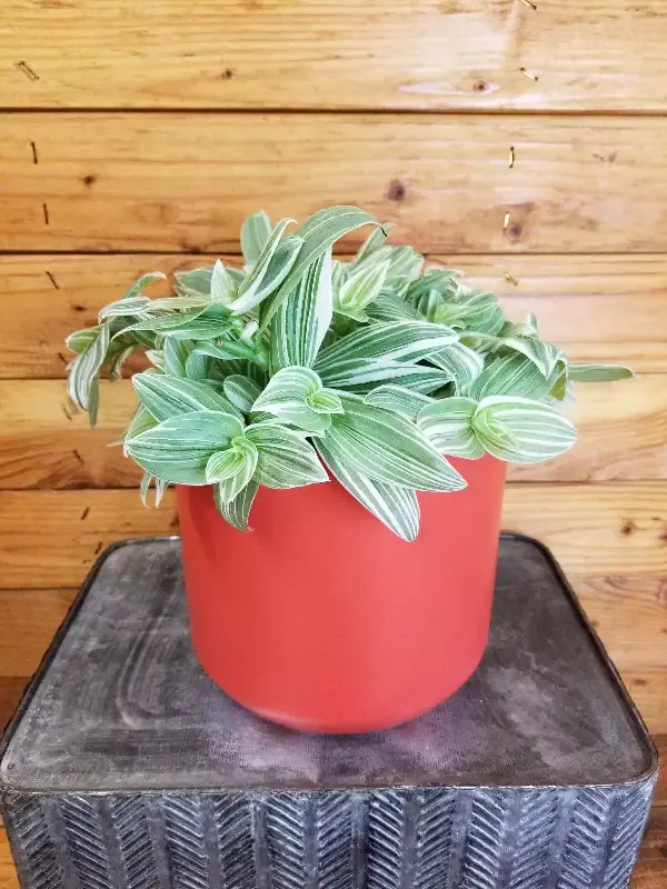 Tradescantia fluminensis albovittata, 6″ Plant