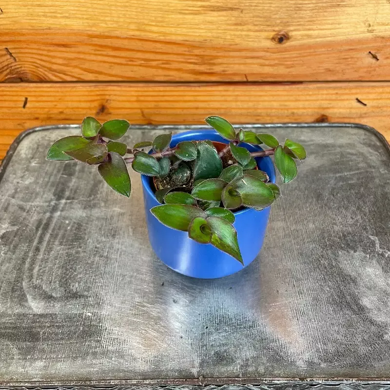 Tradescantia Hijau Baru, 2″ Plant