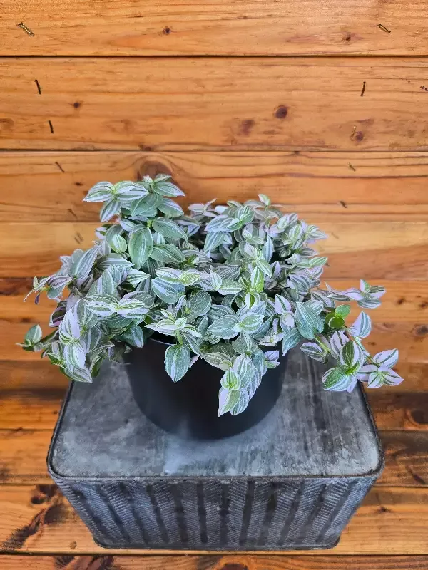 Tradescantia Lollipop, 6″ Plant