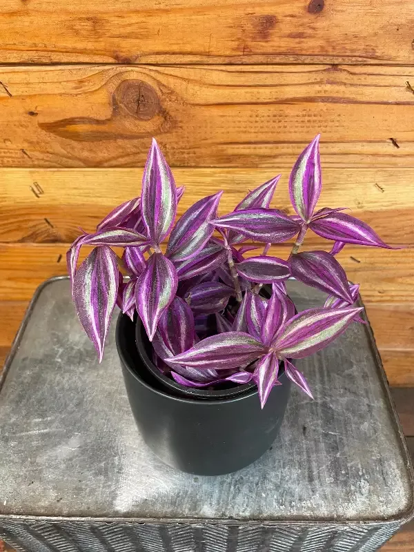 Tradescantia Pink Paradise, 4″ Plant