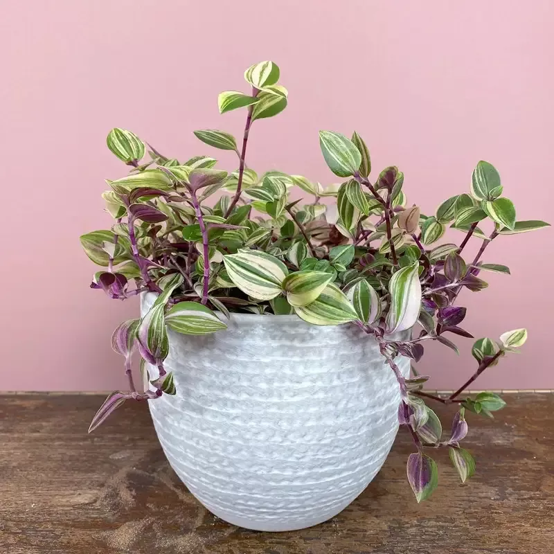 Tradescantia Quadricolor