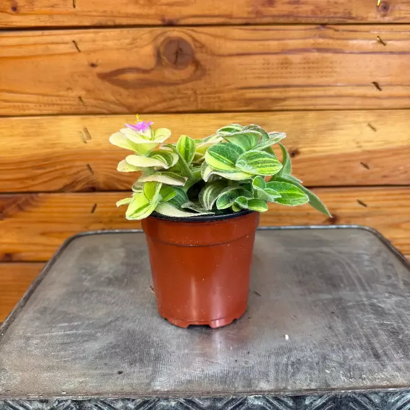 Tradescantia Sillamontana Variegata, 4” Plant