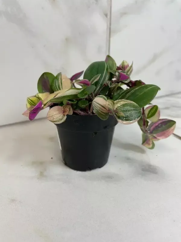 Tradescantia Tricolor, 2″ Plant