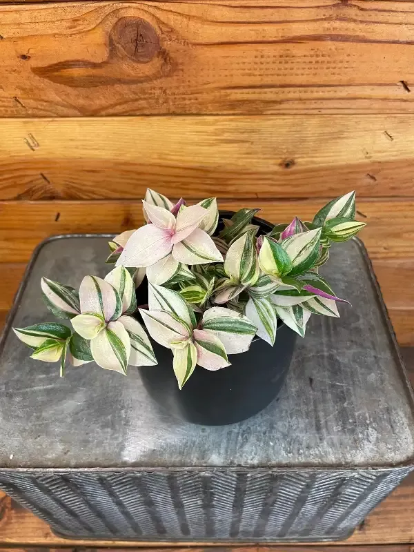 Tradescantia Tricolor, 4″ Plant