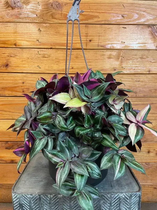 Tradescantia Tricolor, 6″ Plant