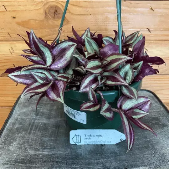 Tradescantia Zebrina Purple, 6″ Plant