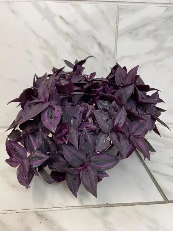 Tradescantia Zebrina Red Mini, 6″ Plant
