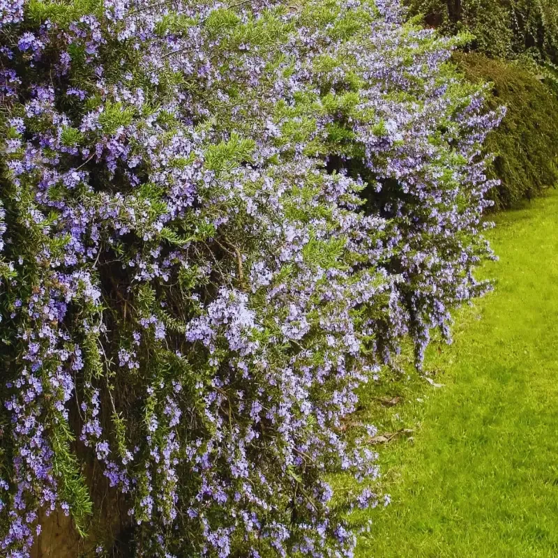 Trailing Rosemary